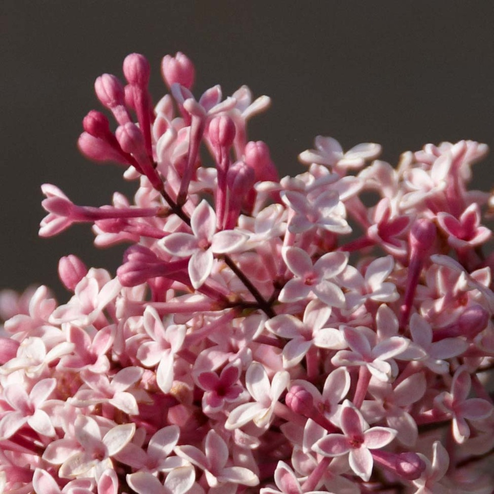 Syringa microphylla 'superba' pot de 2l/3l