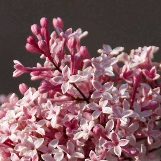 Syringa microphylla 'superba' pot de 2l/3l