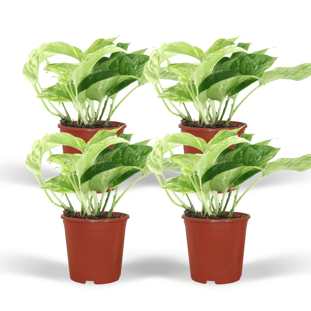 Epipremnum marble queen - 4 pièces - ø12cm - ↕15cm - plantes d'intérieur