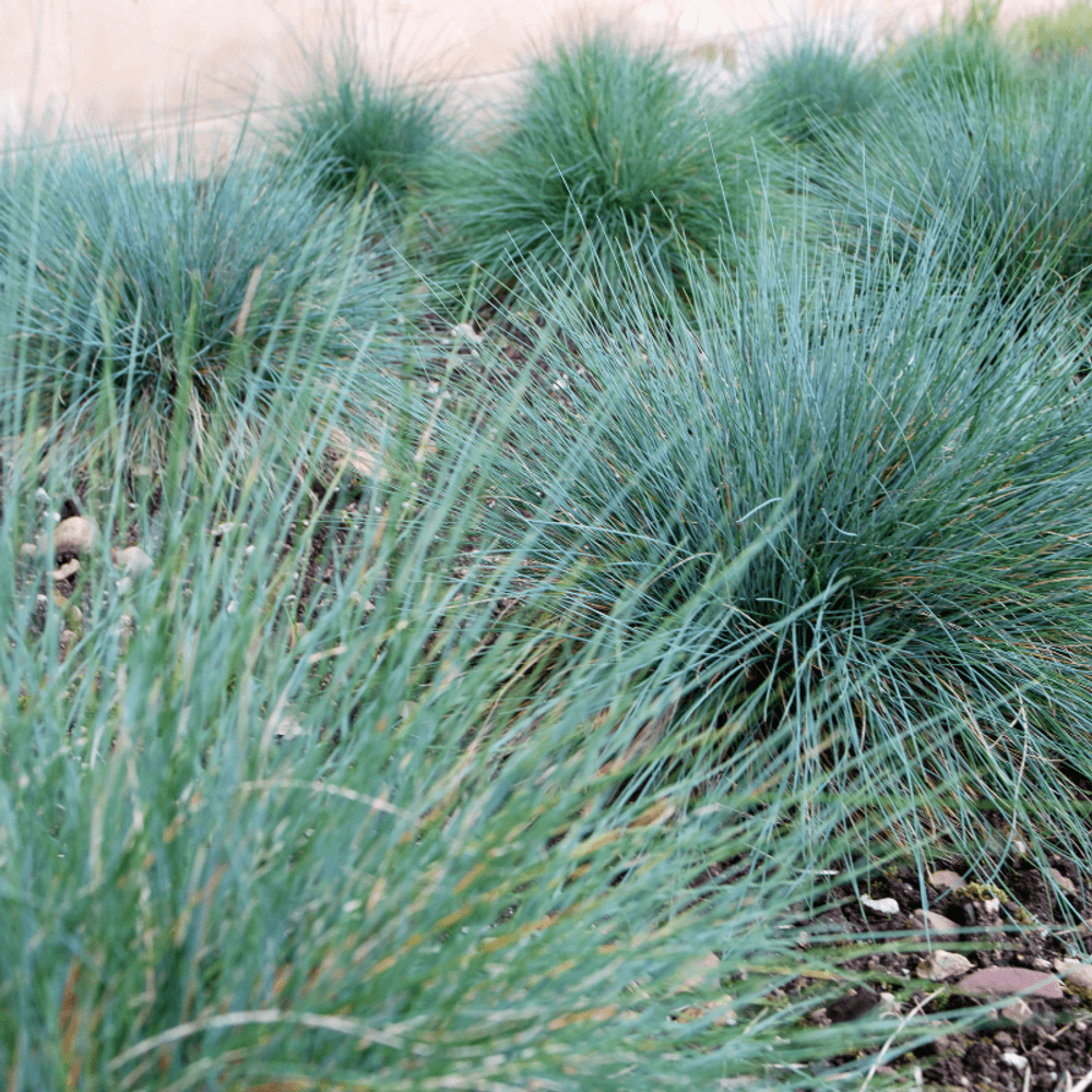 Fétuque daméthyste - festuca amethystina 20/30 cm godet 9cm