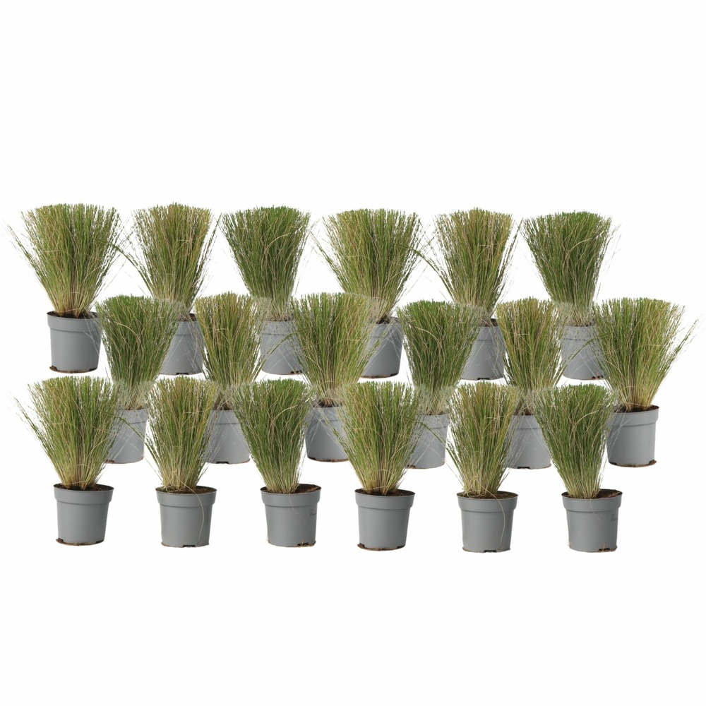 Herbe aux plumes - set de 18 - stipa tenuifolia 'pony tails' - h20-30cm - ⌀9cm