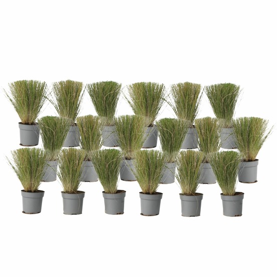 Herbe aux plumes - set de 18 - stipa tenuifolia 'pony tails' - h20-30cm - ⌀9cm