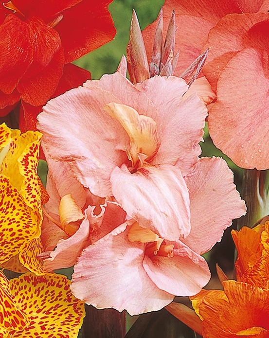 Canna rose - 1 bulbe