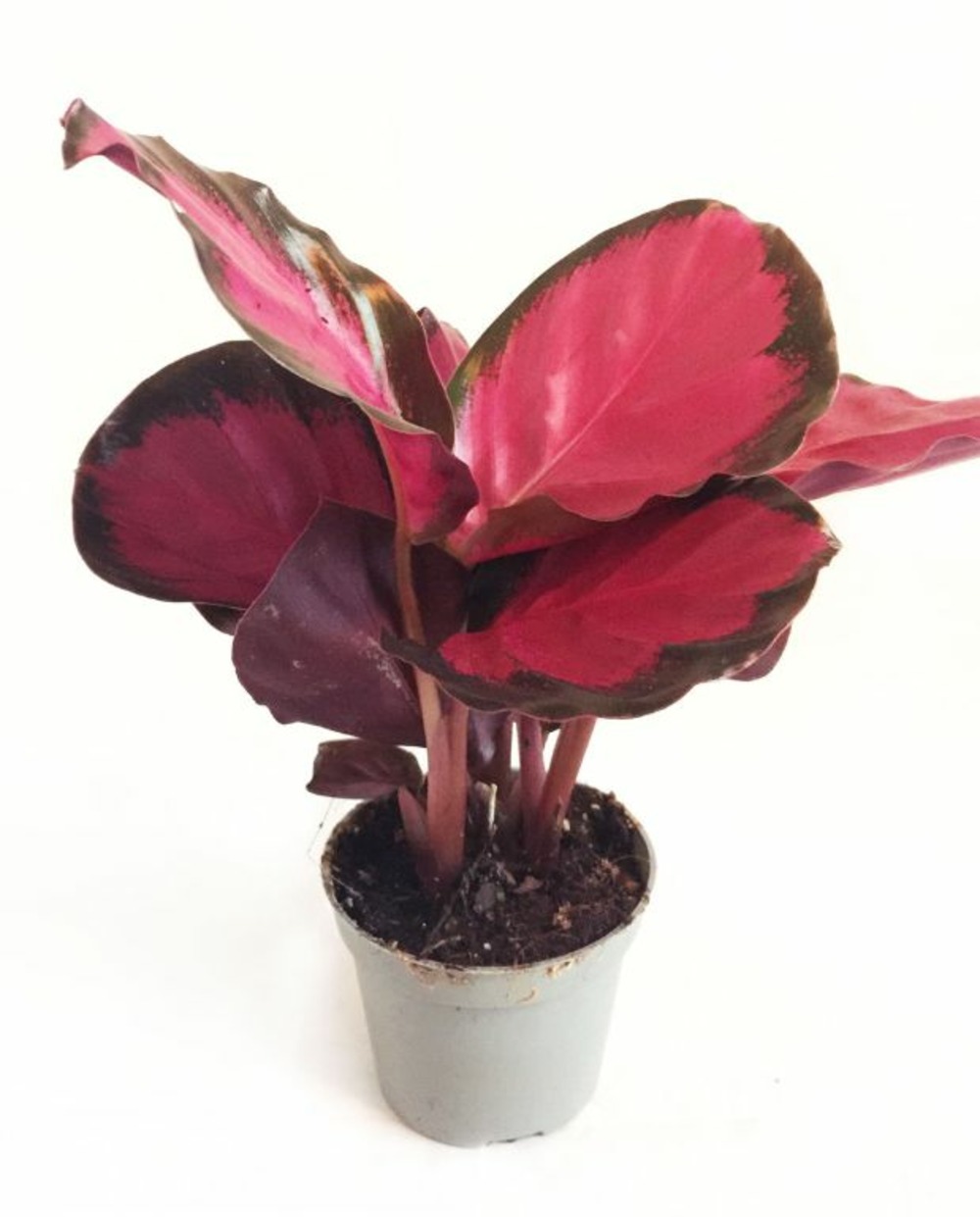 Calathea roseopicta crimson small d. 9cm h. 15cm - plante d'intérieur