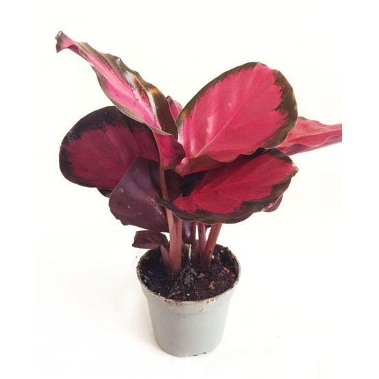 Calathea roseopicta crimson small d. 9cm h. 15cm - plante d'intérieur