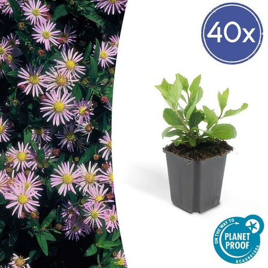 Aster du japon 'asran' x40 – entre 2,5 et 3,33m2