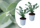 Eucalyptus pulverulenta 'bleu bébé' - set de 2 - pot 13cm - hauteur 25-40cm