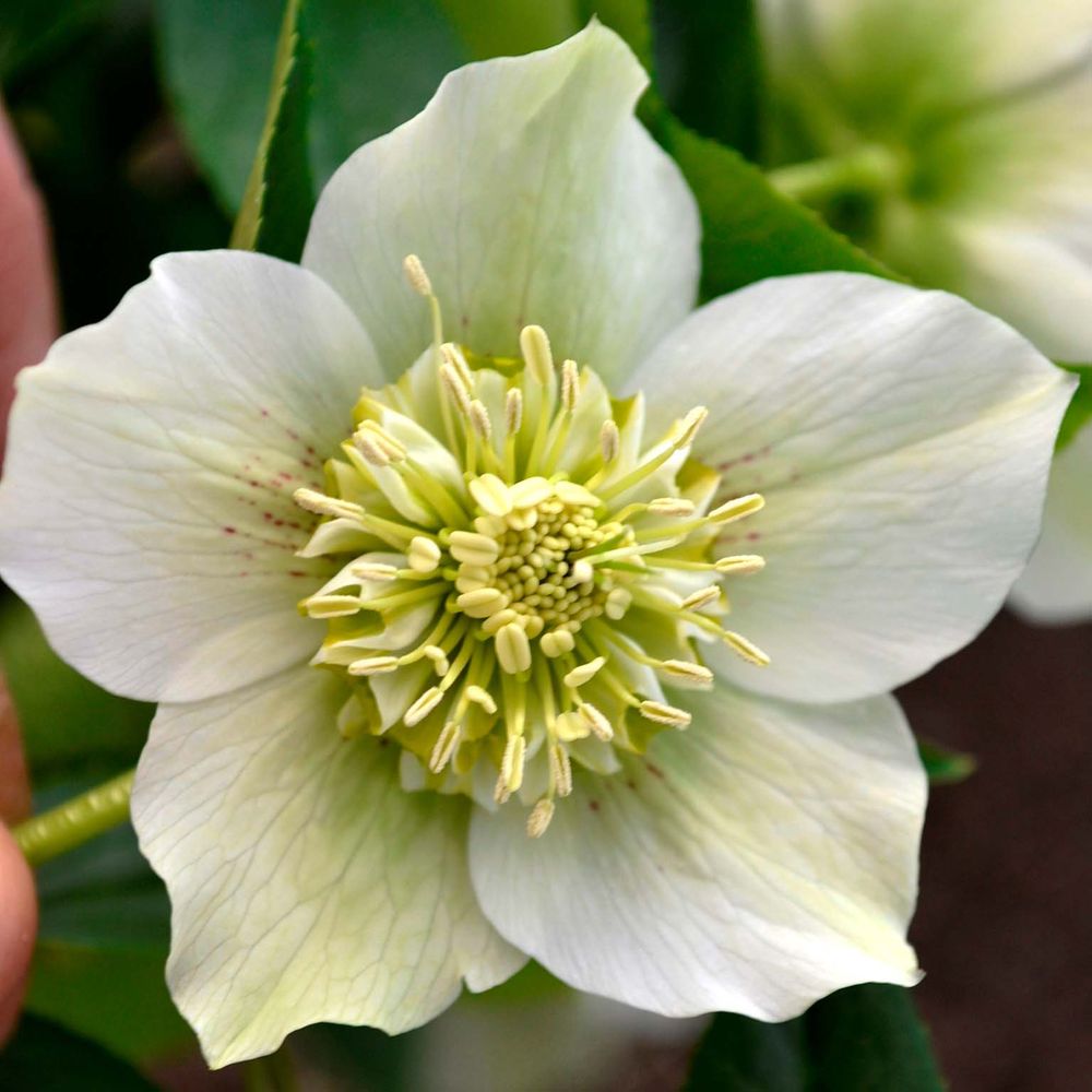 Hellébore orientale 'anemone white' pot de 2l/3l