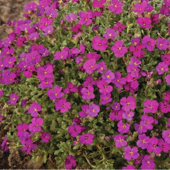 6 x aubriète 'cascade red - aubrieta 'cascade red' - godet 9cm x 9cm