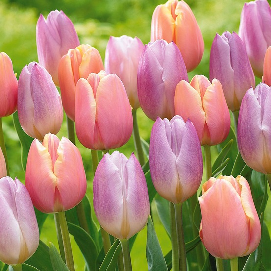 Collection de 20 tulipes pastel - le sachet de 20 bulbes / circonférence 11-12cm
