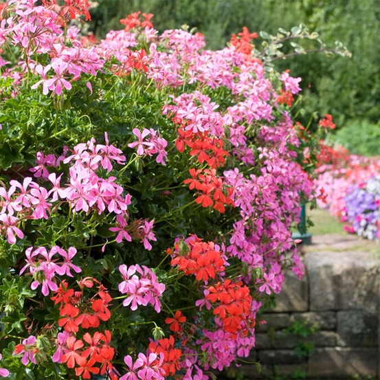 Lot de 6 - pelargonium peltatum - géraniums retombants - h. 15-20 cm - p. 10,5 cm