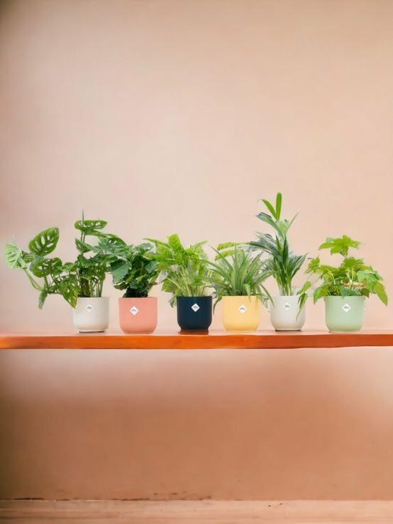 Coffret - 6 plantes + pot - multicolor