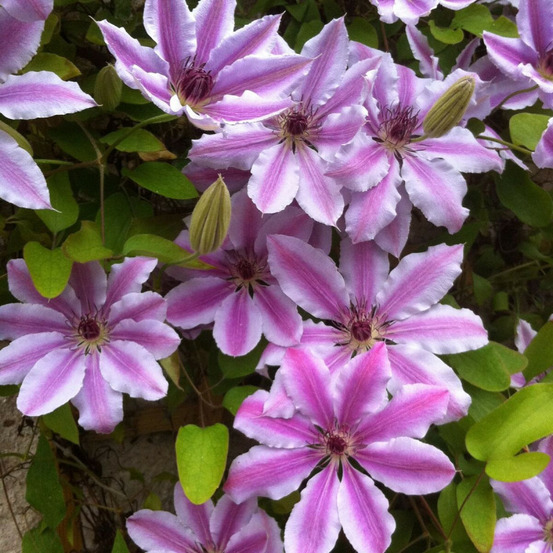 Clématite nelly moser pot de 3l - echelle bambou 60/120 cm