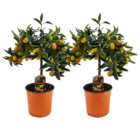 Citrus kumquat - set de 2 - citronnier rustique - pot 19cm - hauteur 50-60cm