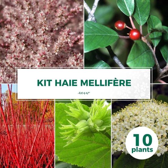 Kit Haie Mellifère