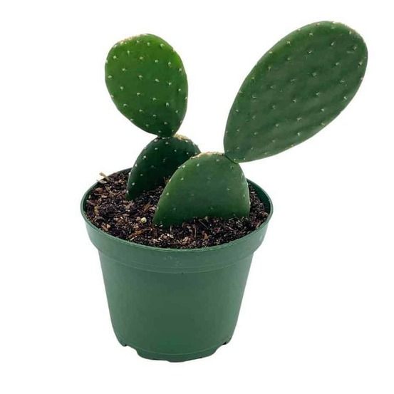 Opuntia (figuier de barbarie) hauteur 40 à 60 cm