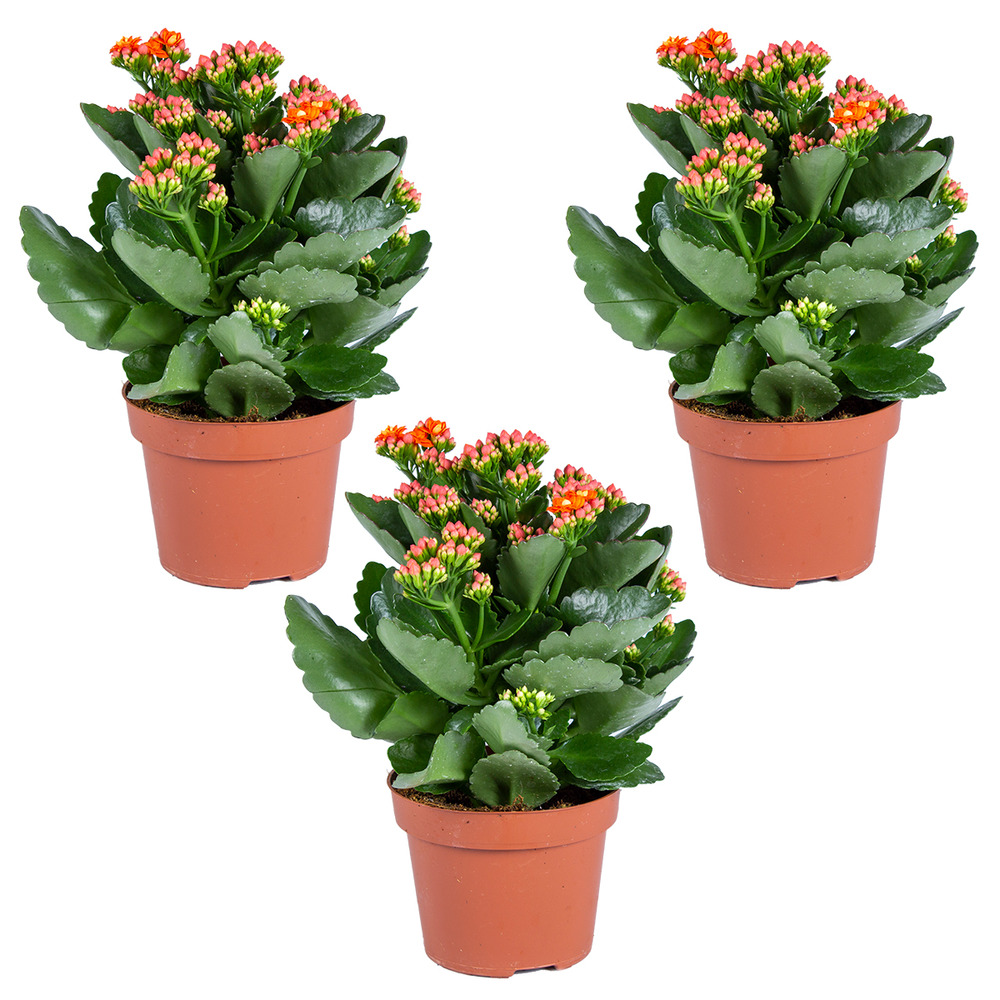Lot de 3 - kalanchoé - fleurs oranges - plante d'extérieur et d'intérieur - h. 15-25 cm - p. 12 cm