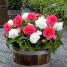 6 bégonias doubles rose et blanc en mélange, le sachet de 6 bulbes / circonférence 4-5cm