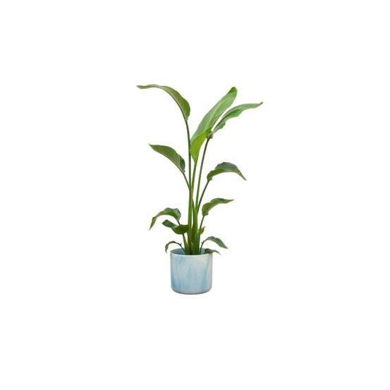 Strelitzia nicolai 120 cm et son pot bleu océan - hauteur 120cm