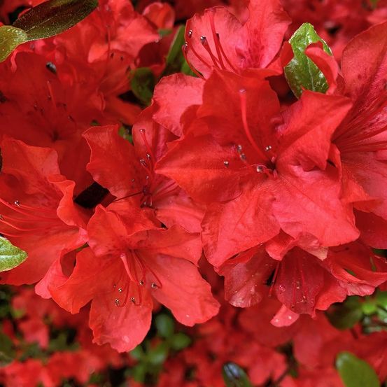 Azalée japonaise 'arabesk' pot de 3l/4l