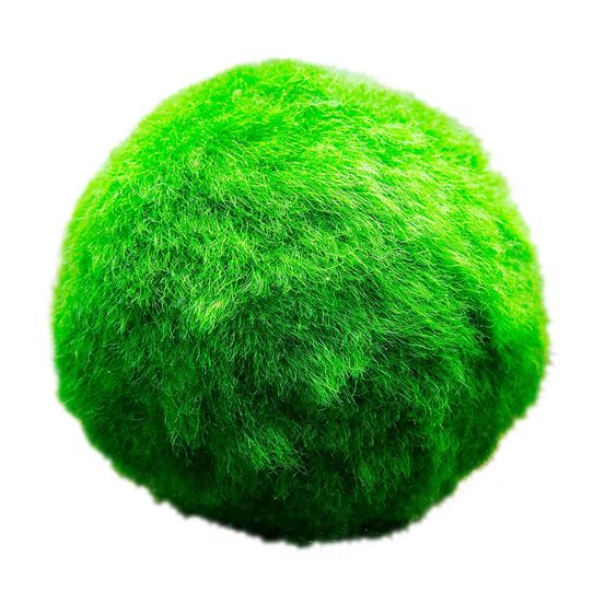 Marimo marimo , lot de marimo , 3 cm - bassins et aquariums