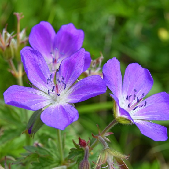 Géranium vivace des près - le pot / ø 9cm