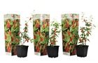 Set de 3 lycium barbarum - plantes de goji - pot 9cm - hauteur 25-40cm