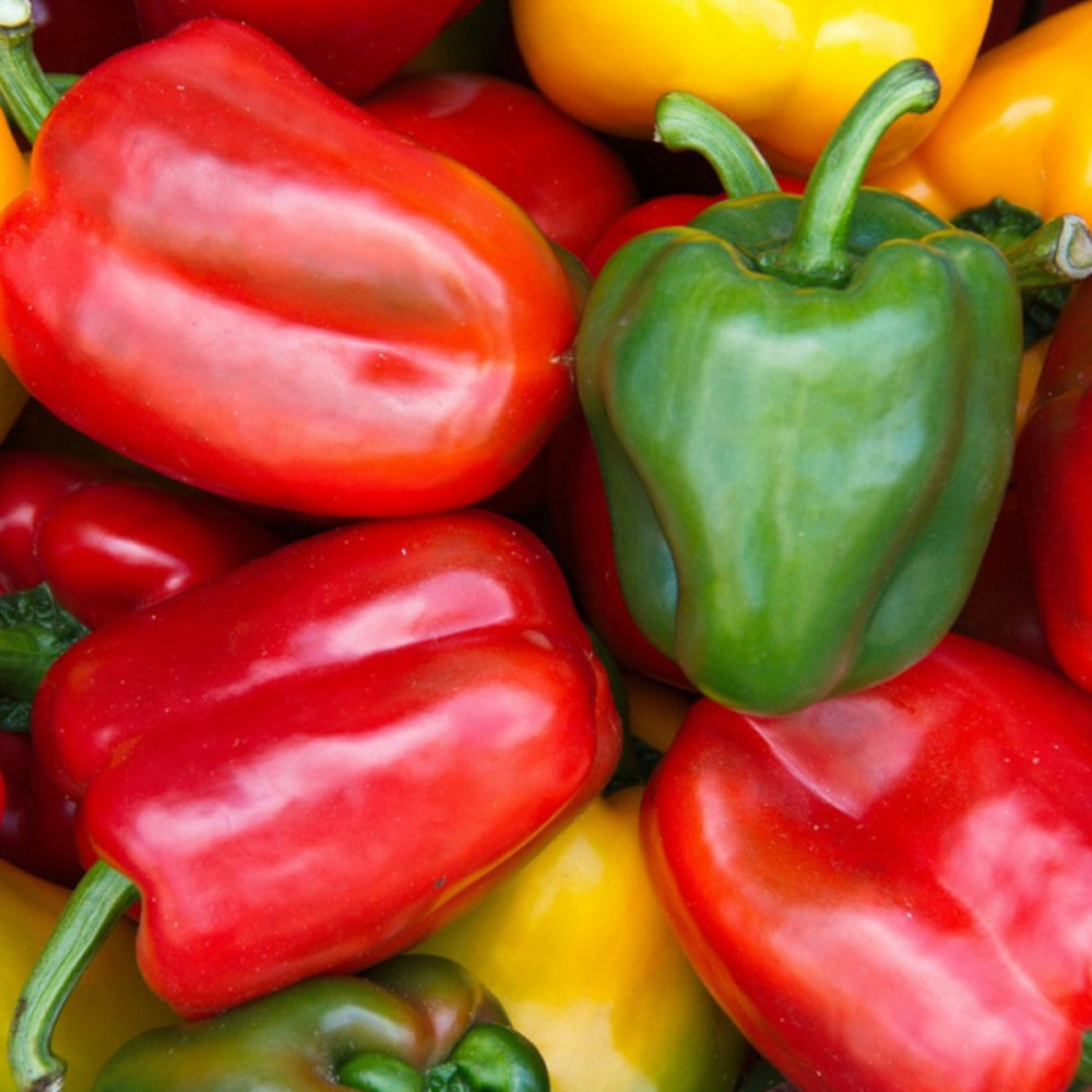 Graines de poivron yolo wonder - vilmorin sachet