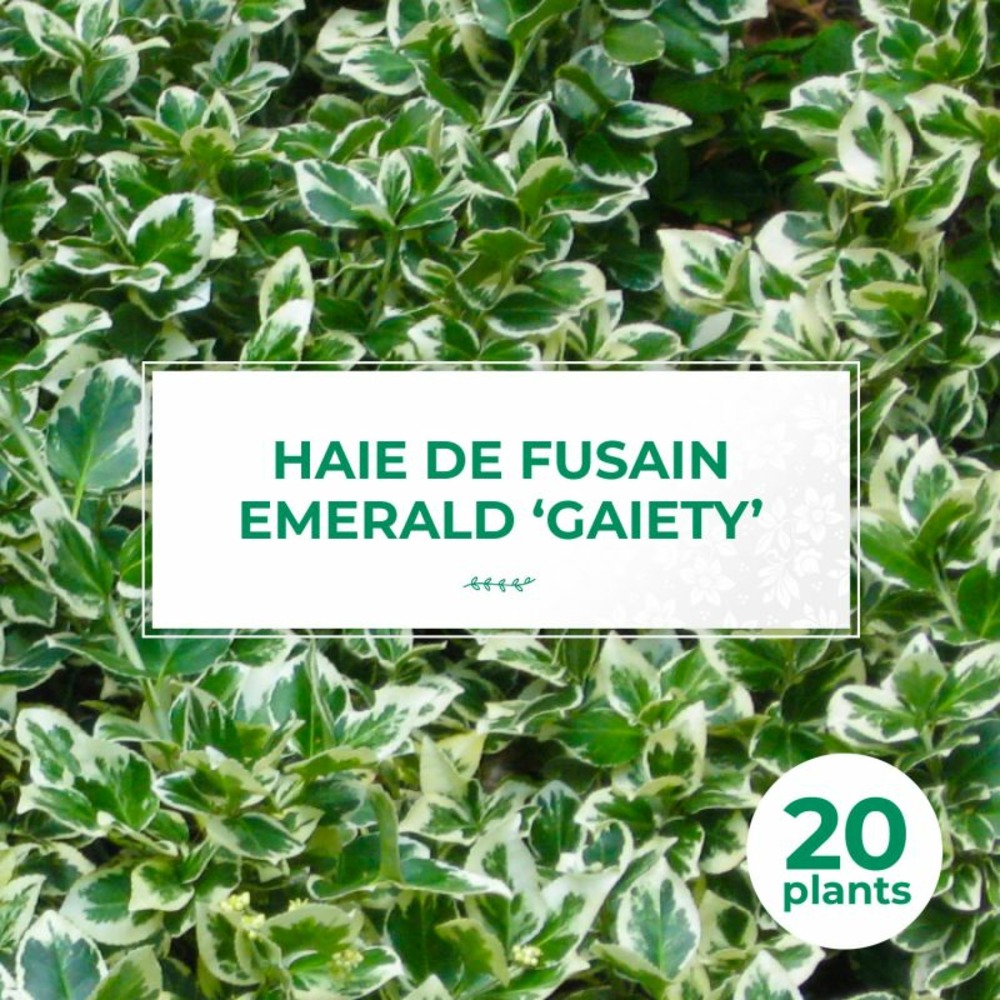 20 fusains emerald 'gaiety' (euonymus fortunei 'gaeity') - haie fusain gaiety