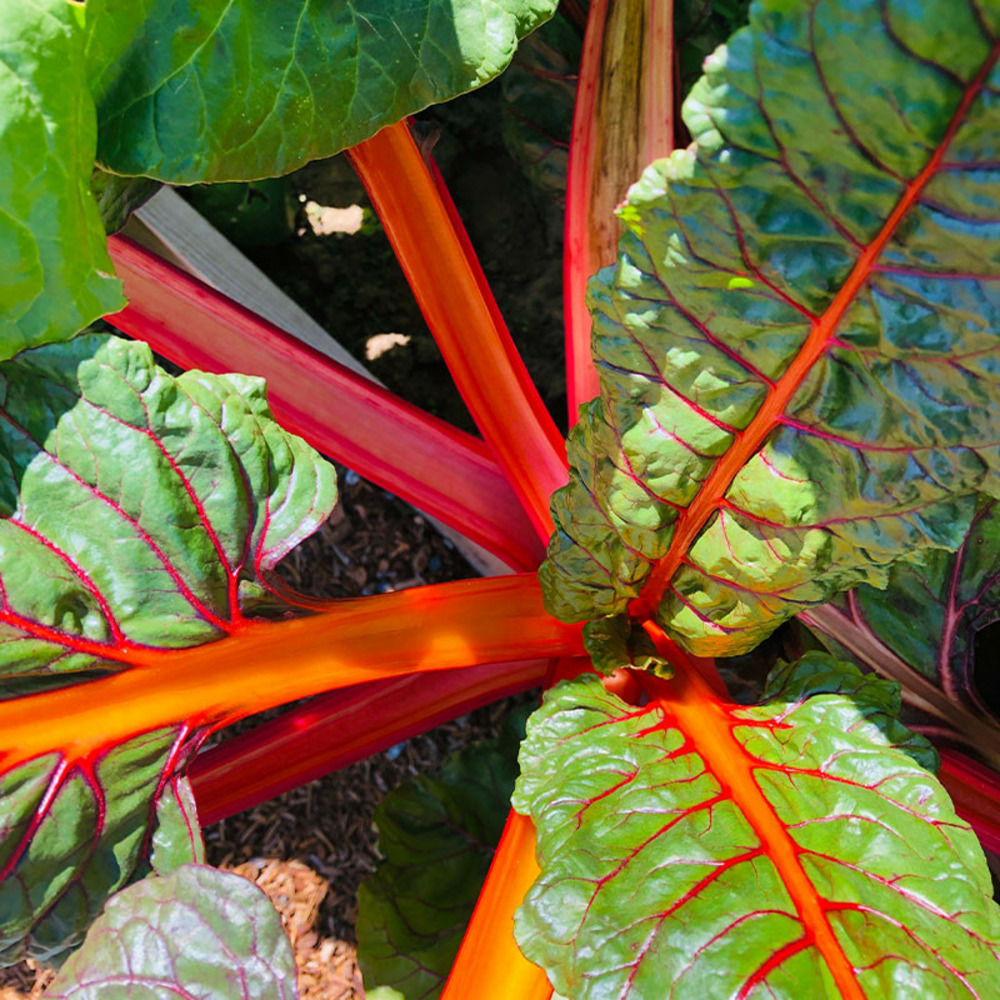 Plant rhubarbe qualité supérieure pot 1,5l