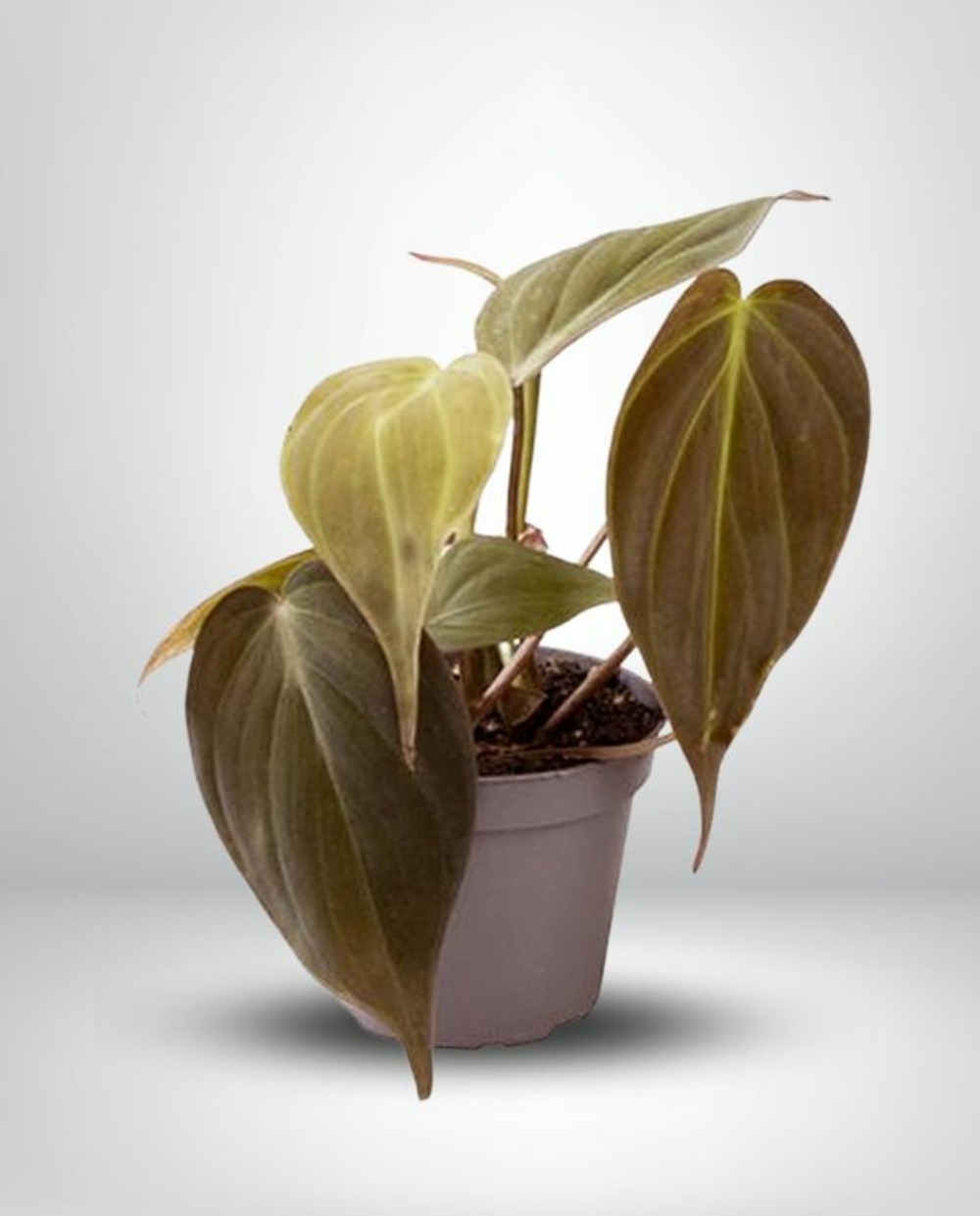 Philodendron scandens micans small d. 6cm h. 20cm - plante d'intérieur