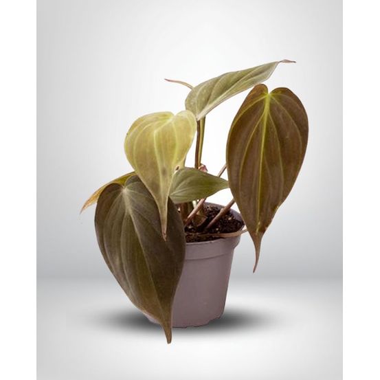 Philodendron scandens micans small d. 6cm h. 20cm - plante d'intérieur