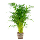 Dypsis lutescens incl. Panier nea - golden palm - facile d'entretien - ⌀21 cm - ↕100-110 cm