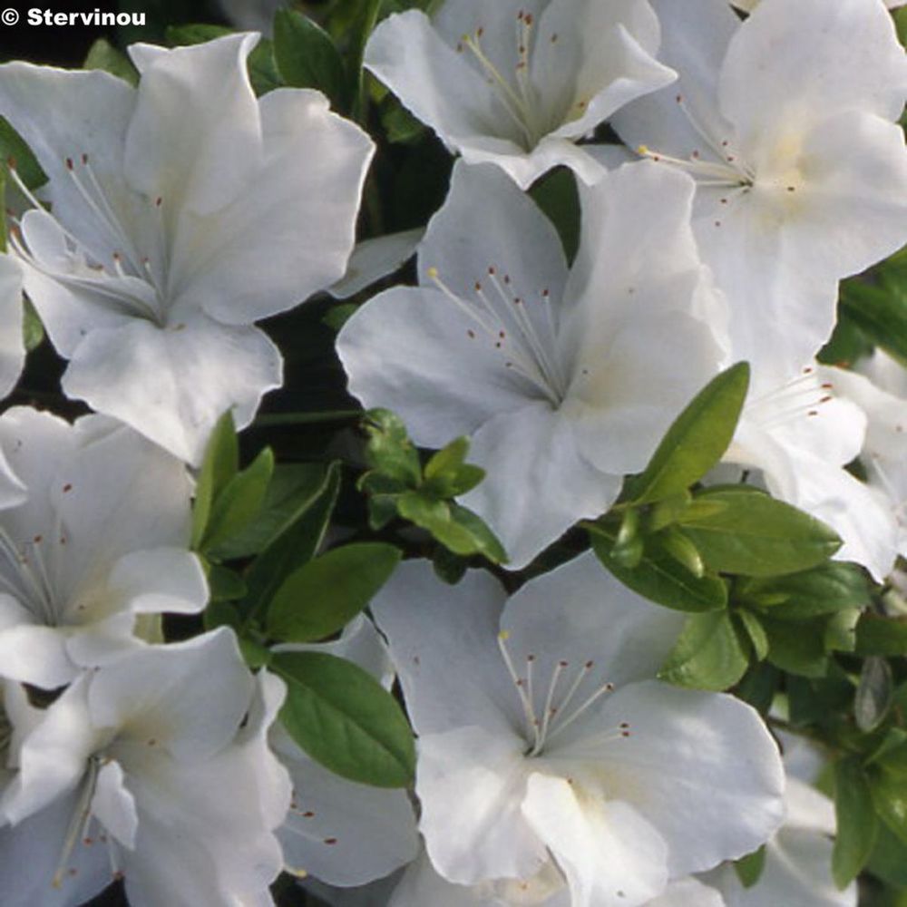 Azalée japonaise 'eucharis' pot de 2l/3l