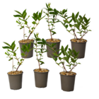 Lonicera kamtchatica - set de 6 - honeysuckle - plantes de myrtilles résistantes au froid - pot 9cm - hauteur 25-40cm