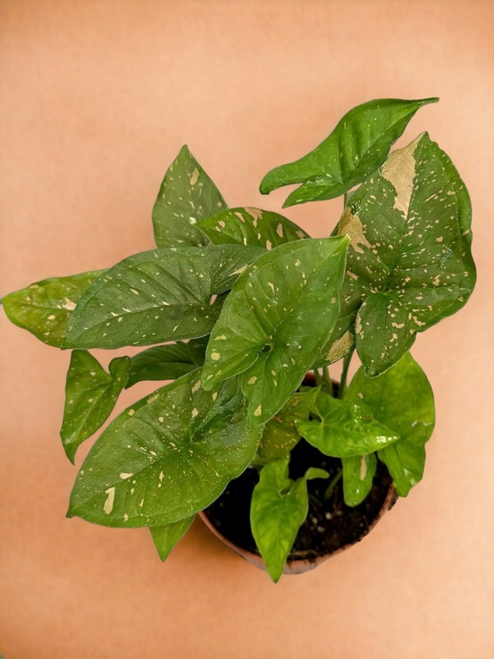 Syngonium pink splash allusion