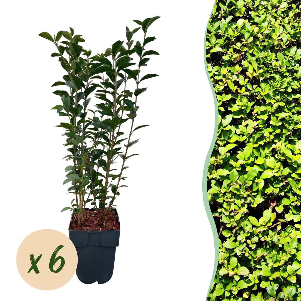 Troène de californie - 6 plants - h 55 cm, pot ø17 cm