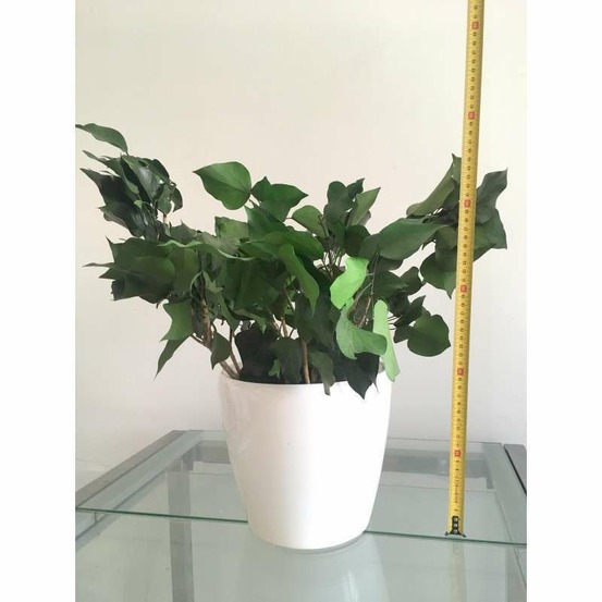 Plante stabilisée Hedera