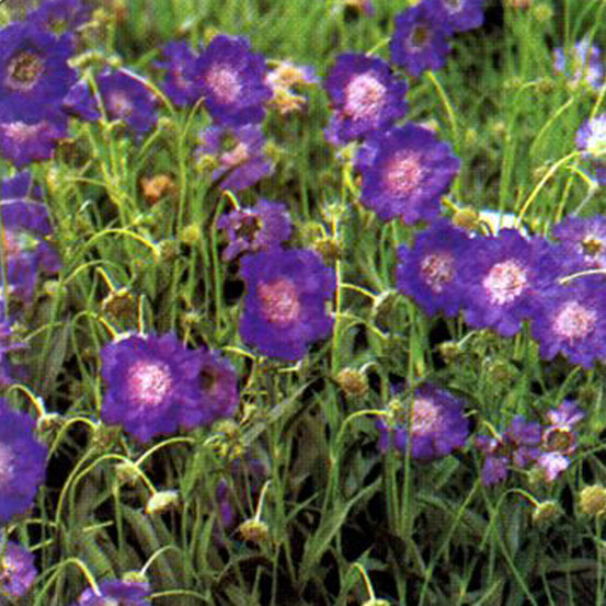 6 x scabieuse caucasienne - scabiosa caucasica 'clive greaves' - godet 9cm x 9cm