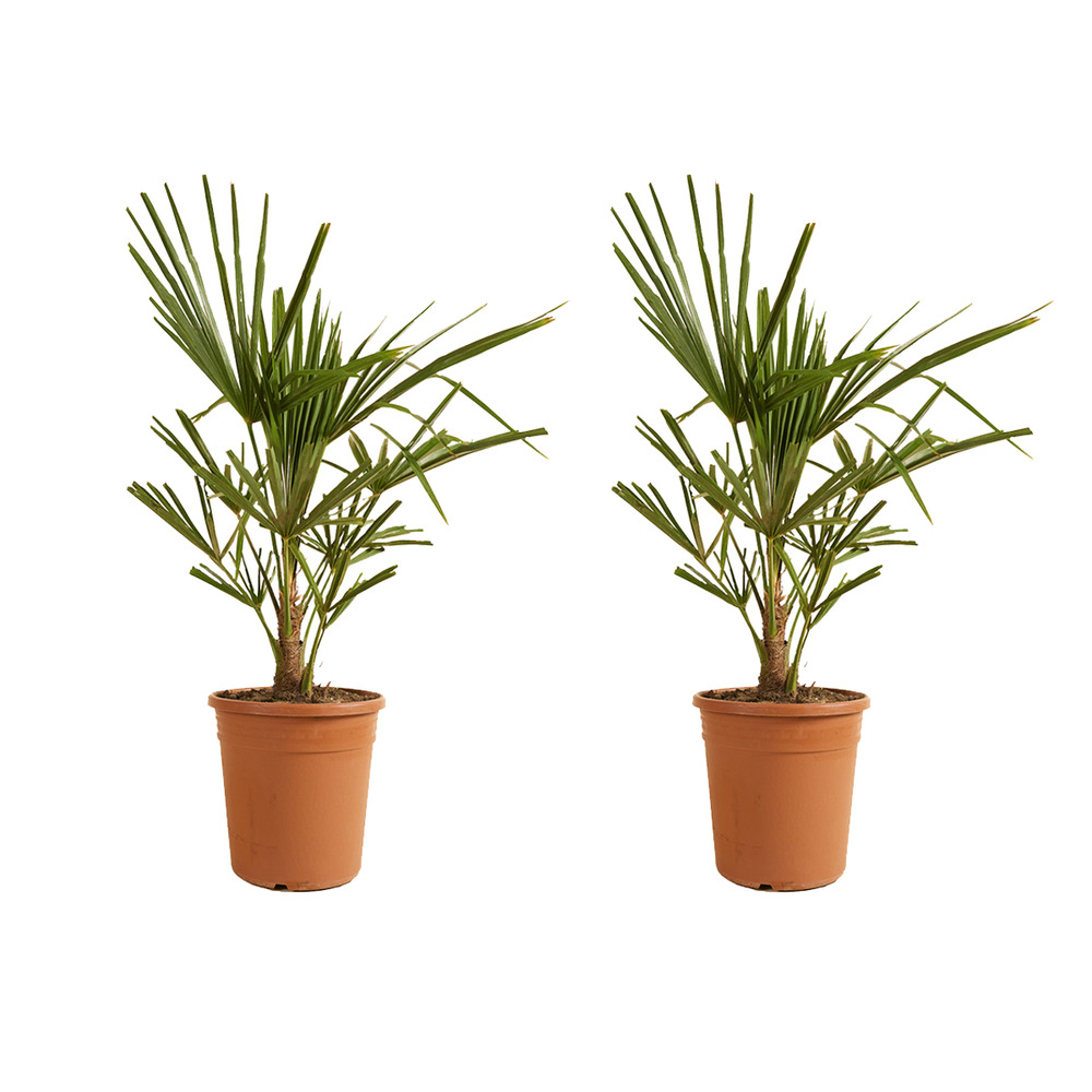 Lot de 2 - trachycarpus fortunei - palmier chanvre - plantes de jardin - 60-80 cm de haut - ⌀21 cm
