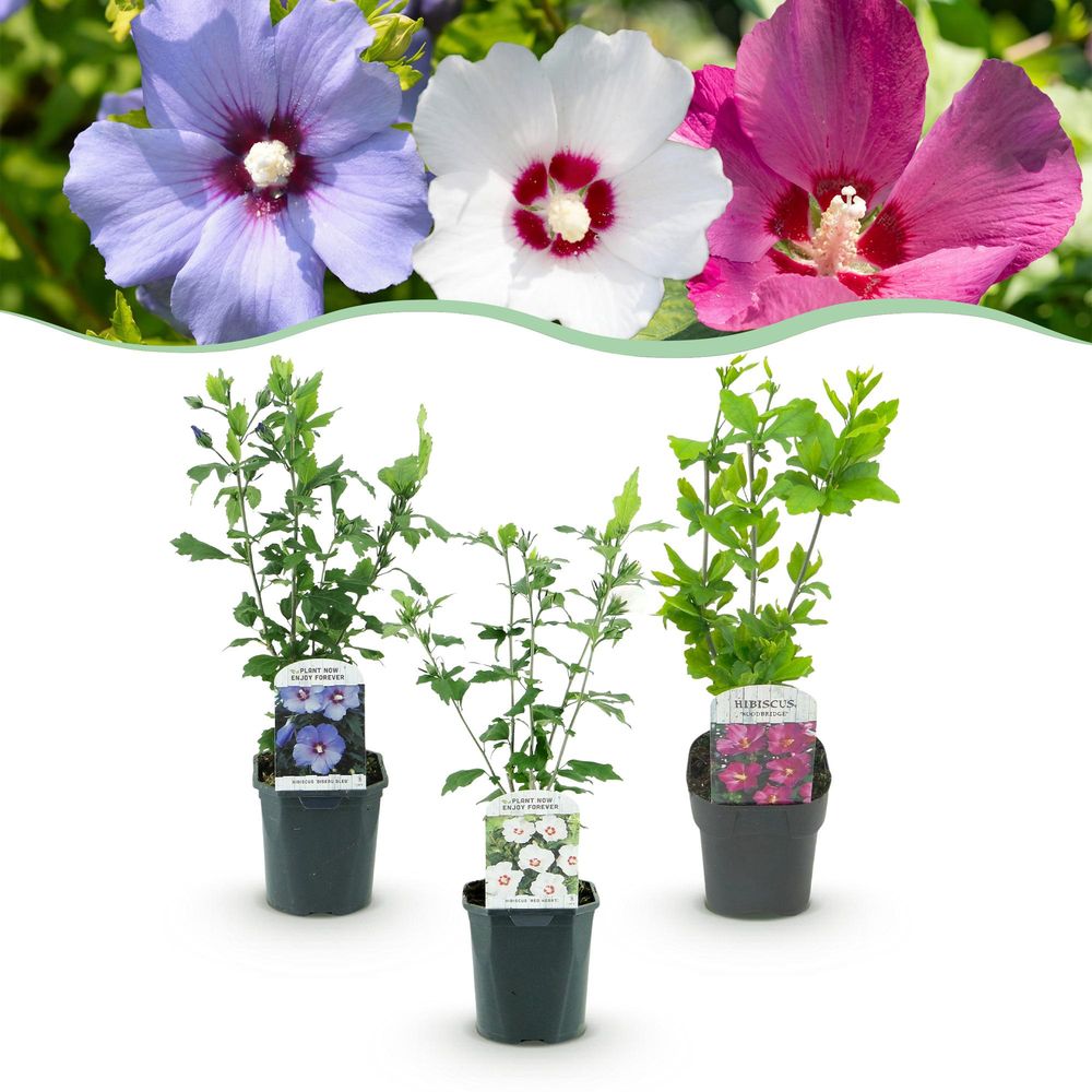 Hibiscus syriacus tricolour - pot 17 cm - hauteur 45 cm