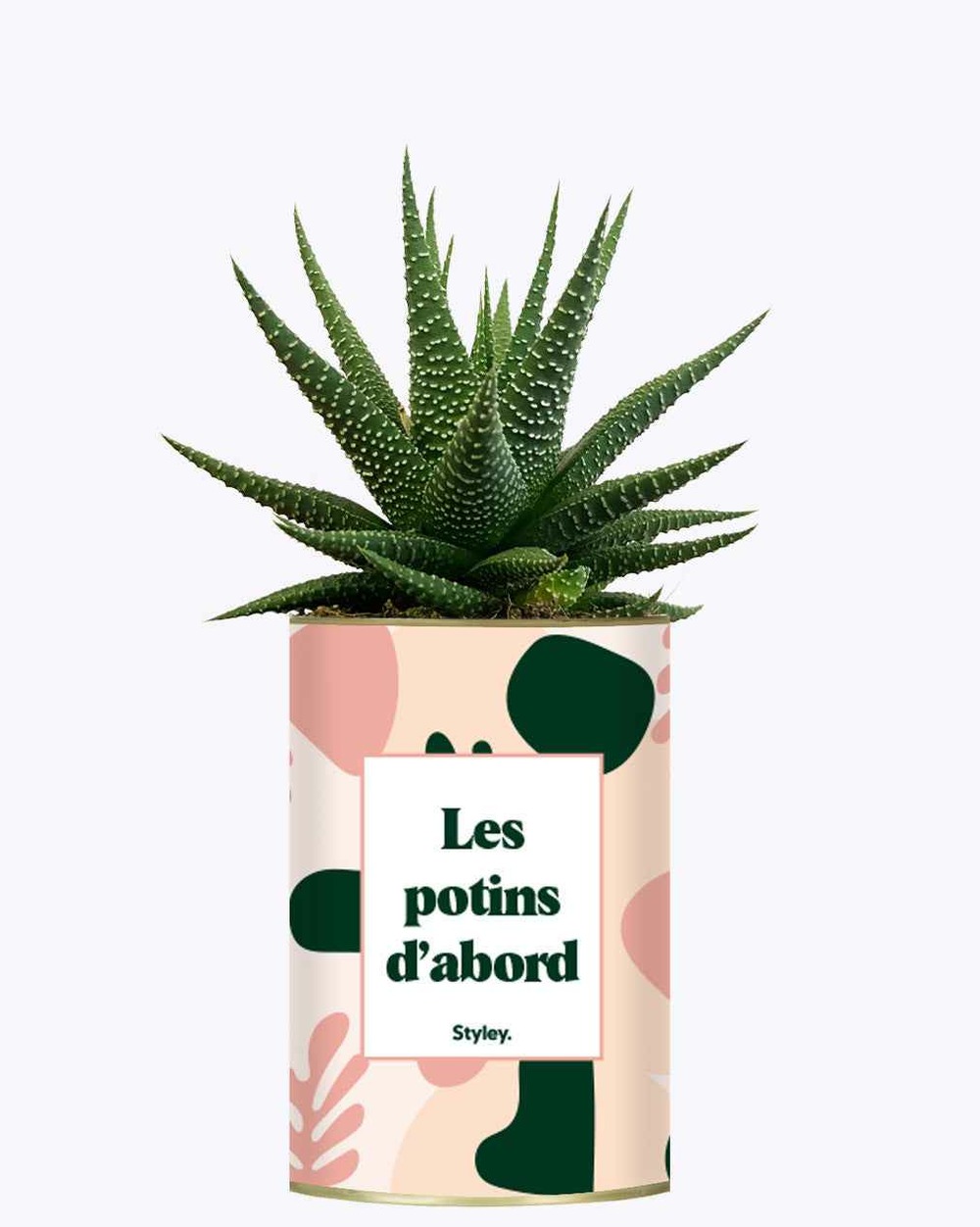 Plante drôle - les potins d'abord - cactus