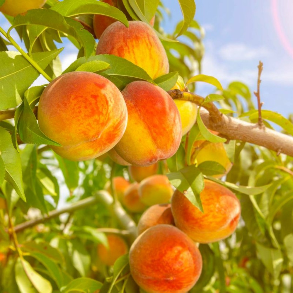 Pêcher 'redhaven' (prunus persica 'redhaven')