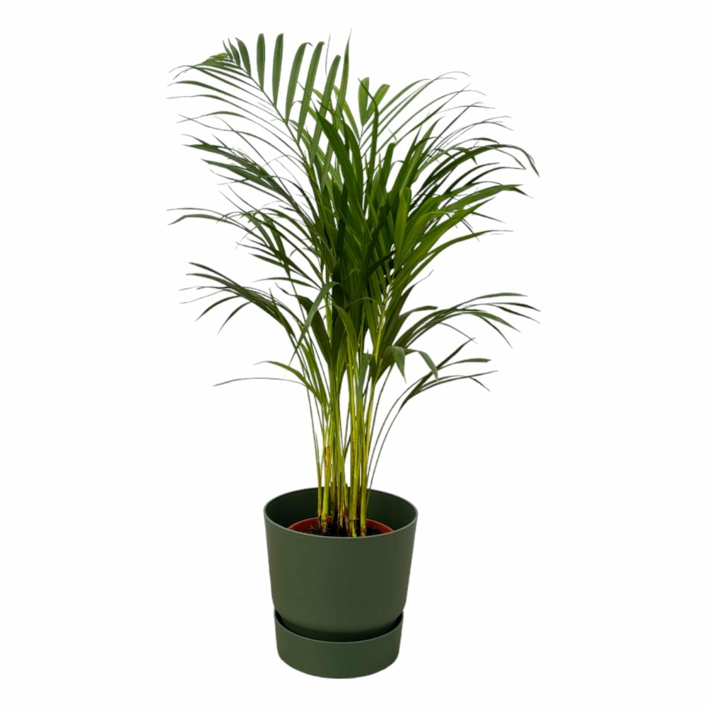 Grand palmier areca et son pot - hauteur 85cm