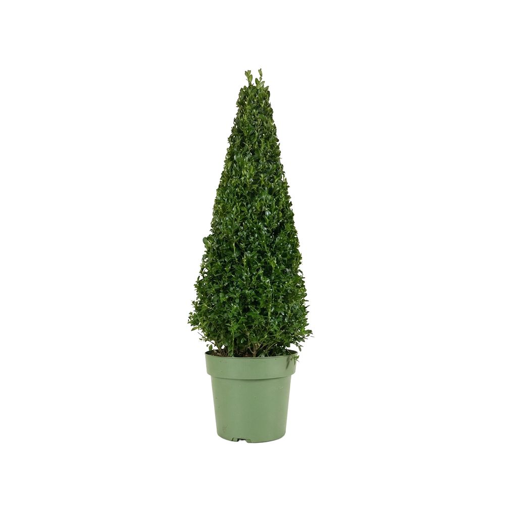 Ilex crenata jenny pyramid - houx japonais - feuillage persistant - rustique - p. 21 cm