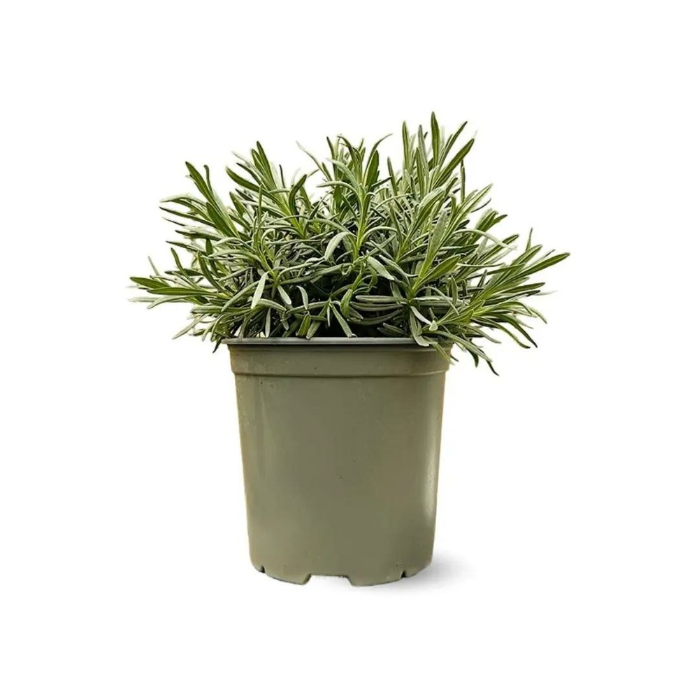 Lavande - aromatique - ↕ 35-40 cm - ⌀ 18 cm - véritables herbes fraîches