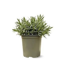 Lavande - aromatique - ↕ 35-40 cm - ⌀ 18 cm - véritables herbes fraîches