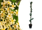 Trachelospermum jasminoides 'étoile de toscane' - pot 17cm - hauteur 110-120cm