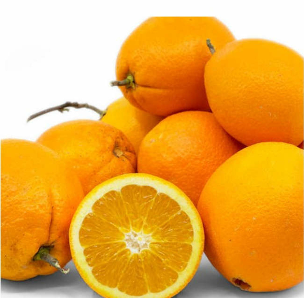 Citrus sinensis var.navelate (orange la meilleure tout simplement) pot de 9 litres -140/160 cm