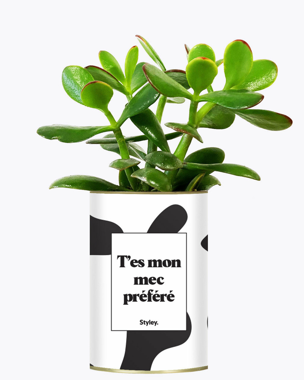Plante facile à entretenir - t'es mon mec préféré - cactus